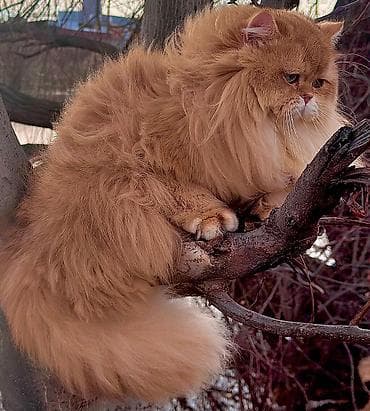 продать животных: ✨ британские котята золотистой шиншиллы в поисках дома! ✨ наши малыши — 3