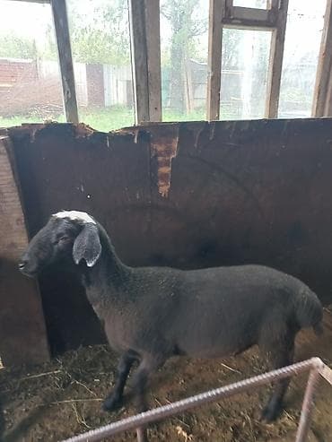 парода уйлар: Продаю | Ягненок, Баран (самец) | На забой | Кастрированные — 6