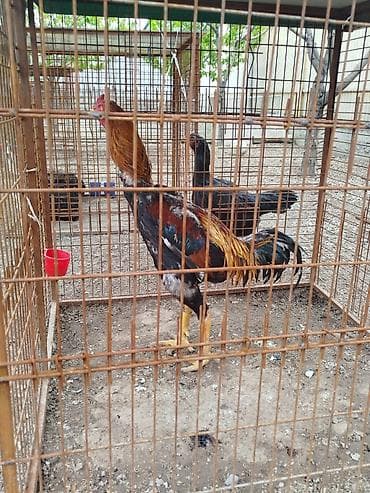 Дакан короз сатылат Бир козу кор алмашу жолдору бар домашний тооко