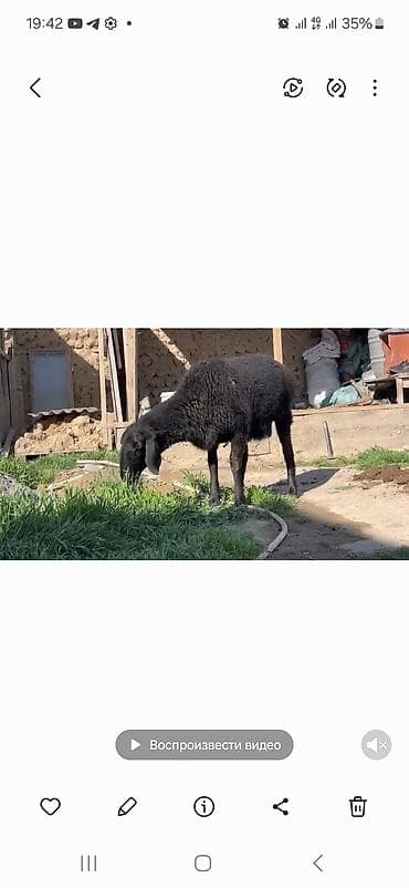 карп кой: Продаю | Овца (самка) | Для разведения | Матка — 1