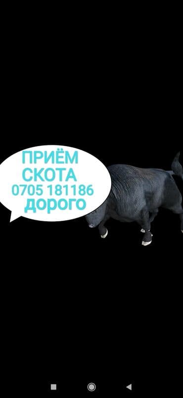 сатам алмашам: Сатып алам | Уйлар, букалар, Жылкылар, аттар, Башка а/ч жаныбарлары | Союлган, Бордоп семиртүү үчүн, Күнү-түнү — 1