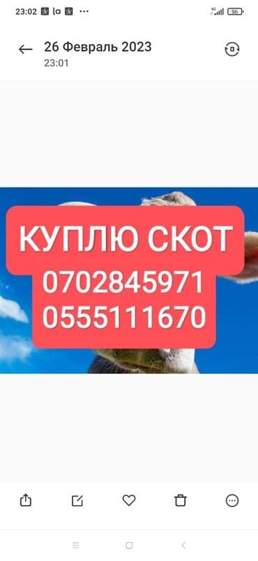 продажа домашних животных: Куплю | Коровы, быки, Лошади, кони, Другие с/х животные | На забой, на мясо, Любое состояние, Круглосуточно — 1
