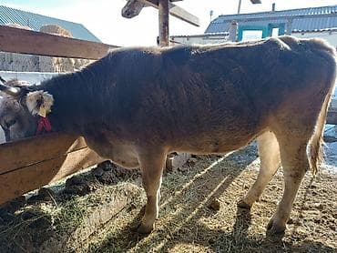 хаски цена собаки: Продаю | Тёлка | Швицкая | Для разведения | Нетель — 1