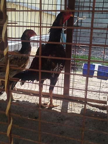 пульт детского электромобиля: Дакан жожо короз сатылат алмашу жолдору бар домашний тооко алмашам — 1