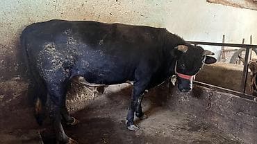 гуси линда: Продаю | Бык (самец) | Для разведения | Осеменитель — 2