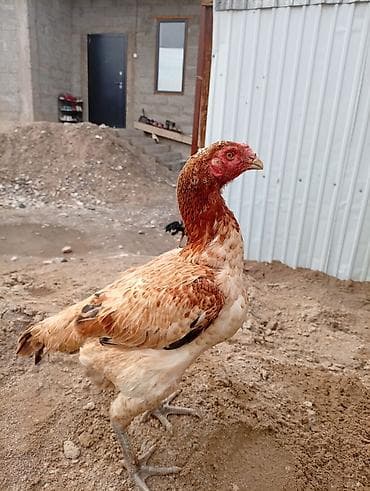 Куры, петухи: Продаю | Петух | Бойцовая | Для разведения — 3