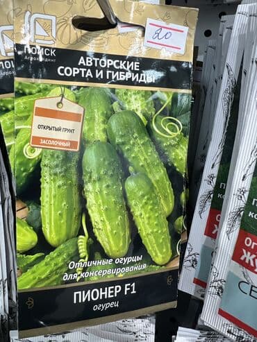 картофель семена: Уруктар жашылчалардын: Сабиз, Бадыраңдар, Капуста, Өзү алып кетүү, Акылуу жеткирүү — 5