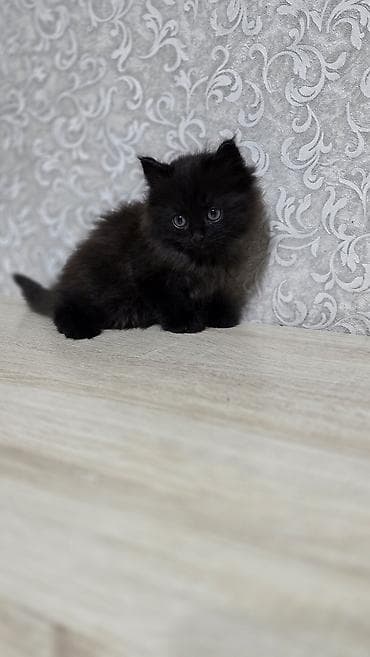 отдам в добрые руки: Беспородная, 2 месяца, Мальчик, Приучена к лотку — 3