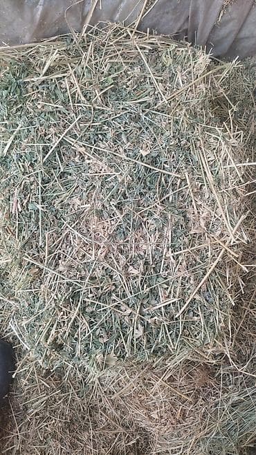 Грызуны: Продаю тюки клевер 2 укос плотный тяжёлый хороший цена 380 сом — 2