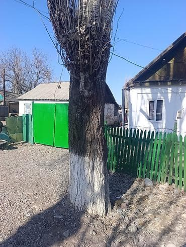 лазурный берег продажа: Продам тополь (влажная древесина на корню/самовырубка) — 2