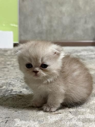 Мышыктар сатылат: Готовы к переезду в новый дом шотландские котята - Порода — 3
