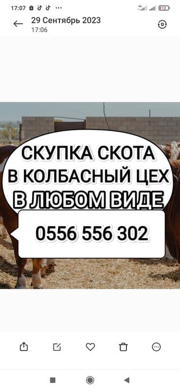 продажа домашних животных: Куплю | Коровы, быки, Лошади, кони | Круглосуточно, Любое состояние, Забитый — 1