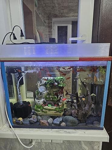 аквариум бишкек: Продаю аквариум внутри примерно 100+ рыбки объем аквариума примерно — 1