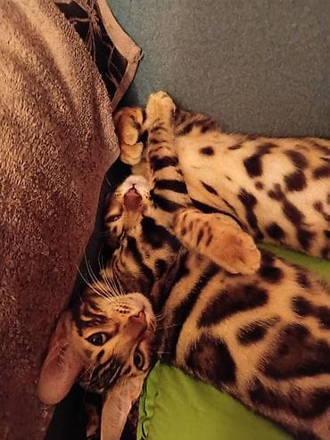 бенгальская кошка фото цена: Бенгальская, 3 месяца, Девочка, Золотая шиншилла — 4