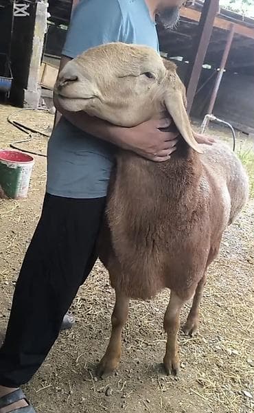 ящик аары: Сатам | Ургаачы кой (ургаачы) | Көбөйтүү үчүн | Асыл тукумдуу — 4