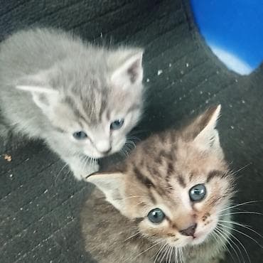 Котята, домашние. - Возраст: примерно 1–2 месяца (по фото — молочные