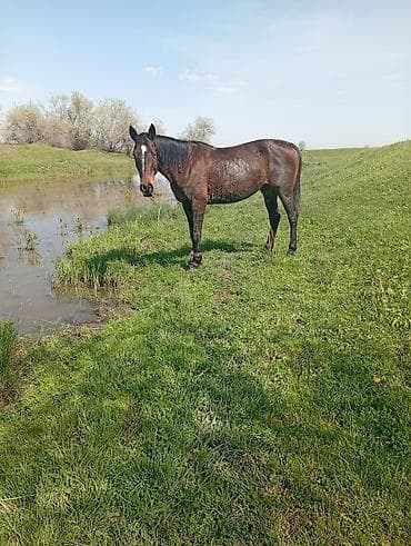 пони животное: Продаю | Кобыла (самка) | Рабочий — 2