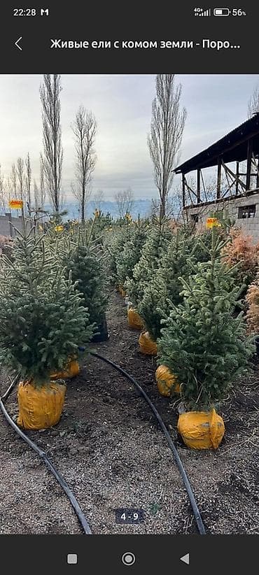 дерев: Живые свежие ели с комом земли (в мешковине) Ёлка Ёлка - Порода: ель — 3