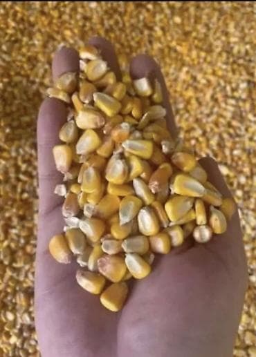 оптом сабиз: Продаю Кукурузу, пщеницу в большом количестве цена договорная — 4