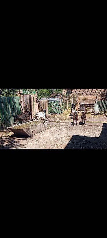 собаки самки: Продаю | Коза (самка), Козёл (самец), Козлёнок | Полукровка, Нубийская | На забой, Для разведения, Для молока | Племенные, Котные, Осеменитель — 4