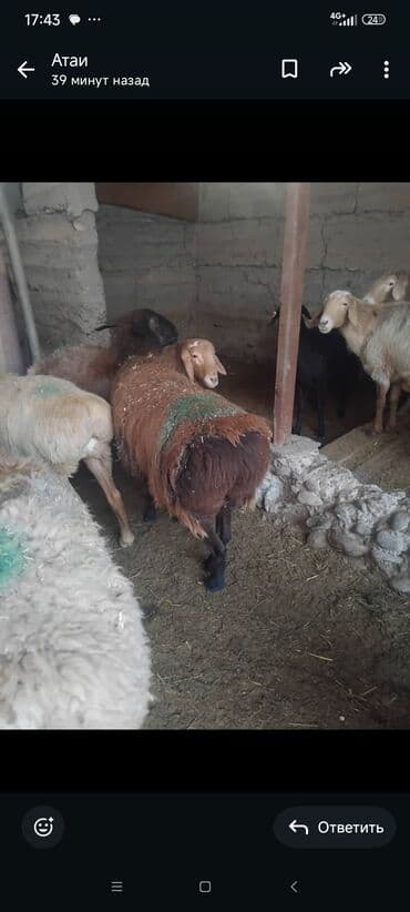 продажа охотничьих собак: Продаю | Овца (самка) | Для разведения | Матка — 9