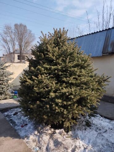 цветы искусственные бишкек: Ель более 2м — 1