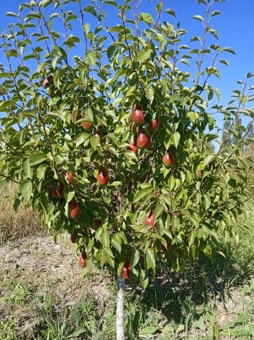 продажа дом умут: Үй, 511 кв. м, 15 бөлмө, Менчик ээси — 2