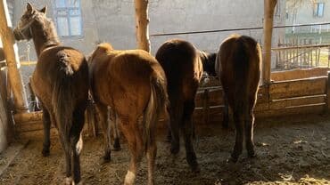 купить стаффордширского терьера: Продаю | Жеребенок | Для разведения — 6