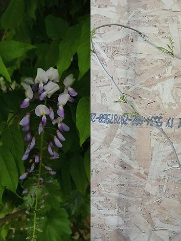 плакучий жасмин купить: Самовывоз, Платная доставка — 2