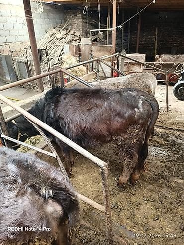 Коровы, быки: Продаю | Тёлка | Полукровка | На откорм | Привязанные — 3