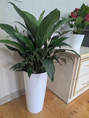 паучья лилия купить: Спатифиллум в высоком белом кашпо. - Домашнее декоративнолиственное — 1