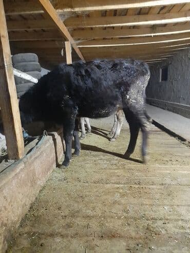 сельскохозяйственные животные продажа: Продаю | Тёлка | Для разведения | Привязанные — 2
