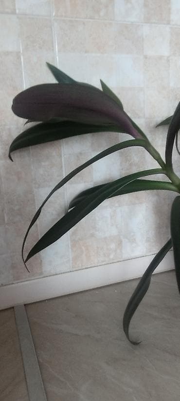 домашнее растение: Традесканция сидячецветковая (Tradescantia spathacea/флоттинг) — 8