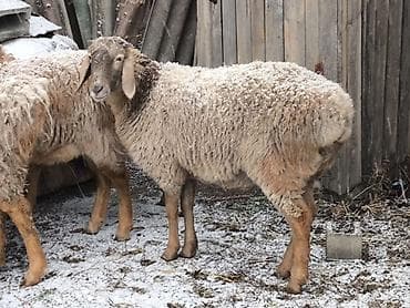 Индюки: Продаю | Овца (самка) | Для разведения | Матка — 2