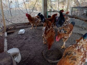 цена яйца: Продаю молодых петухов, 6 месяцев. Цена: 500сом за каждого (без торга — 3