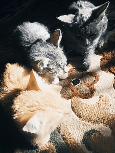 купить аксолотль: Отдам бесплатно котят в добрые руки — 1