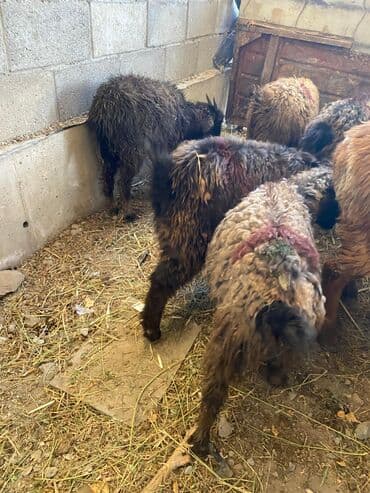 дом кошек: Продаю | Коза (самка), Козлёнок — 9