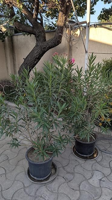 лавр дерево: Олеандр (Nerium oleander) в горшке - Декоративный вечнозеленый куст с — 2