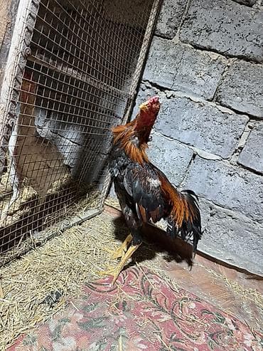 китайские бойцовые петухи: Продаю | Петух | Бойцовая | Для разведения — 7