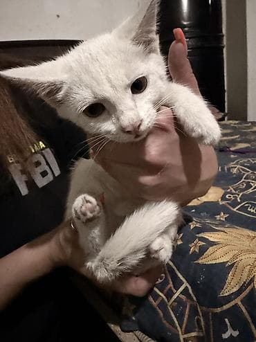 котенок сиамский: Кошка даром: Беспородная, 3 месяца, Девочка, Приучена к лотку — 6