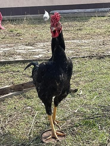 животные корова: Продаю | Петух | Бойцовая | Для разведения — 2