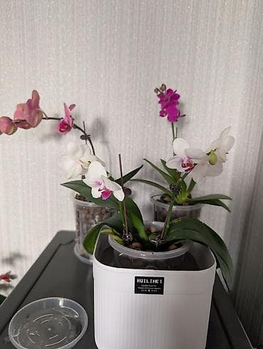 купить орхидею живую: Фаленопсис — 1