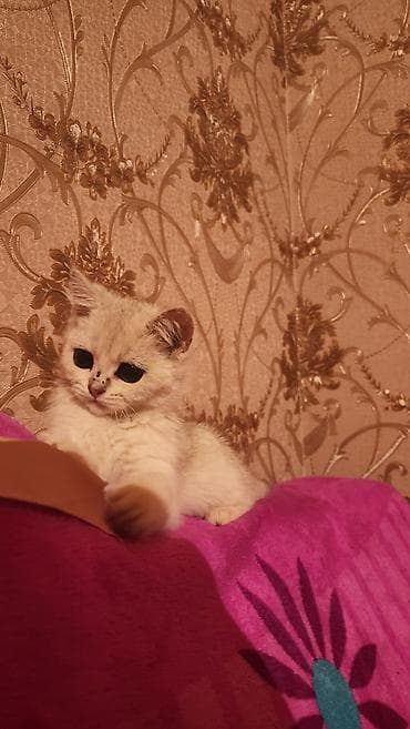 британская короткошерстная кошка шиншилла: Британская короткошёрстная, 3 месяца, Мальчик, Серебристая шиншилла, Приучена к лотку — 4