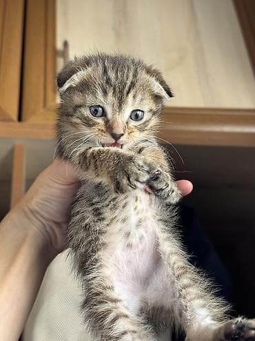 Кошки: Котята вислоухие 2месяца, к лотку приучены — 1