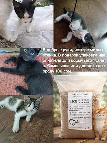 бенгал кошка цена: Четыре милых котёнка ищут добрые руки. - Окрас: чёрный; чёрно-белые; — 1