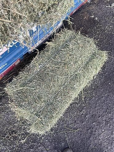 Продаю клевер 2 кос. Плотные тяжелые тюки — 2