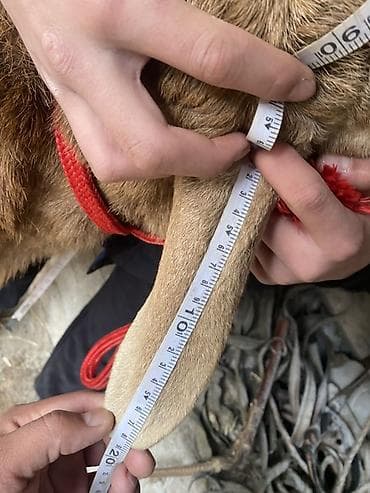 кролики фландр крол крольчата бабочка: Продаю | Овца (самка) | Гиссарская | Для разведения | Племенные — 4