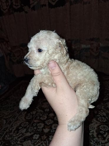 Продажа собак: Пудель, 1 месяц, Самец — 2