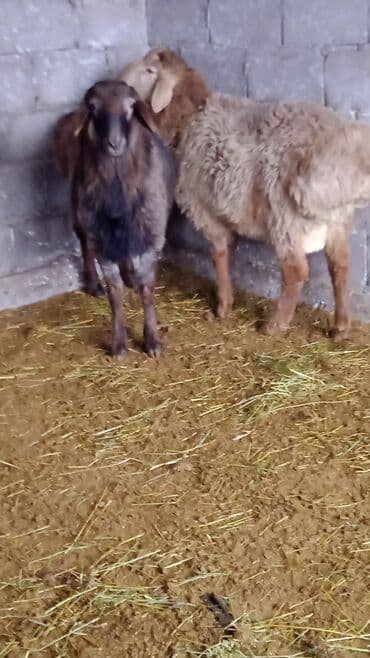 Продаю | Баран (самец)