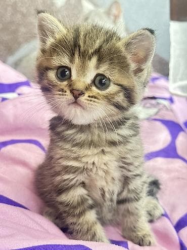 scottish fold: Котёнок тигровый табби - Порода/тип: короткошёрстный домашний — 2